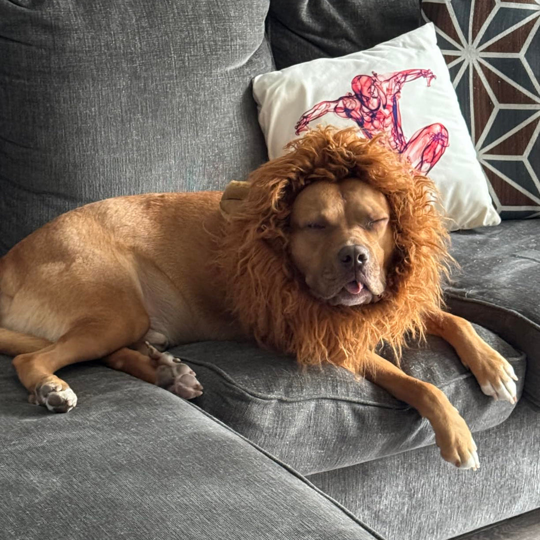 Dog Halloween Costume | Lion Mane Wig | Plush Pet Costume
