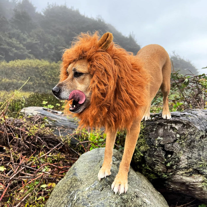 Dog Halloween Costume | Lion Mane Wig | Plush Pet Costume